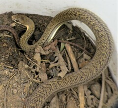 Philodryas nattereri