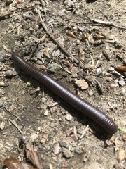Narceus americanus