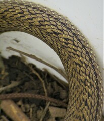 Philodryas nattereri