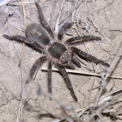 Grammostola
