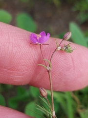 Spergularia purpurea