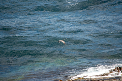 Phalacrocorax punctatus
