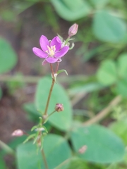 Spergularia purpurea