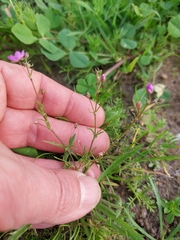 Spergularia purpurea