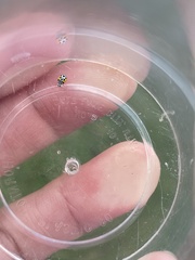 Psyllobora nana