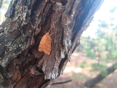 Pyreferra hesperidago