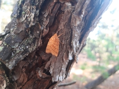 Pyreferra hesperidago