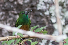 Eriocnemis cupreoventris