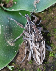 Coniocleonus excoriatus