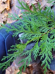 Chamaecyparis lawsoniana