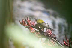 Anthornis melanura