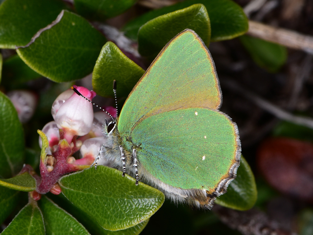 Callophrys rubi ¦ Green Hairstreak ¦ euroButterflies