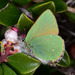 Callophrys rubi - Photo (c) Paolo Mazzei, μερικά δικαιώματα διατηρούνται (CC BY-NC), uploaded by Paolo Mazzei