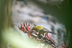 Anthornis melanura