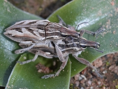 Coniocleonus excoriatus