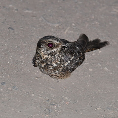 Hydropsalis torquata