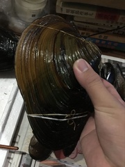 Lepidodesma languilati