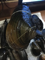 Lepidodesma languilati