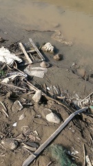 Lepidodesma languilati