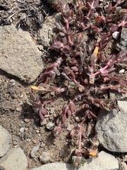 Portulaca quadrifida
