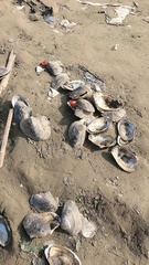 Lepidodesma languilati