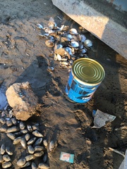 Lepidodesma languilati