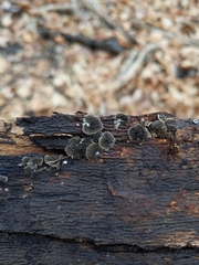 Resupinatus alboniger