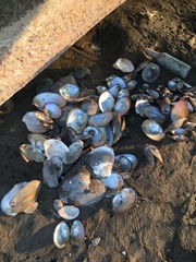 Lepidodesma languilati