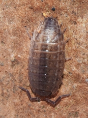 Porcellionides sexfasciatus