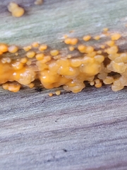 Dacrymyces stillatus