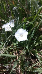 Convolvulus hermanniae