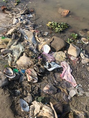 Lepidodesma languilati