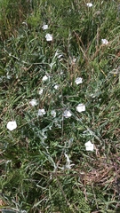 Convolvulus hermanniae