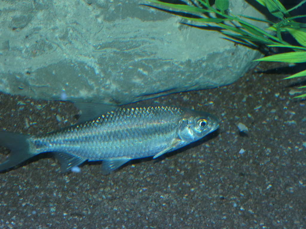 Adriatic Roach