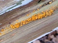 Dacrymyces stillatus