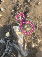 Lepidodesma languilati