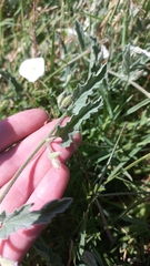 Convolvulus hermanniae