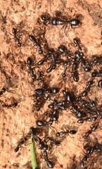 Camponotus sylvaticus