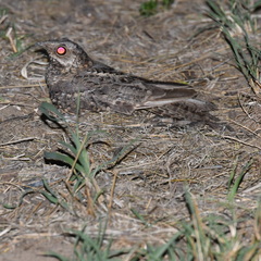 Hydropsalis torquata