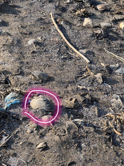 Lepidodesma languilati