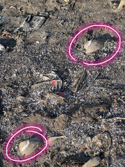 Lepidodesma languilati