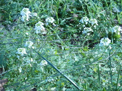 Capsella grandiflora