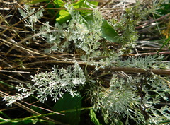 Artemisia nitrosa
