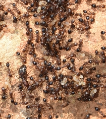 Monomorium subopacum