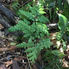 Sceptridium formosanum