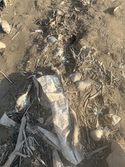 Lepidodesma languilati