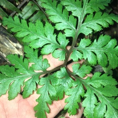 Sceptridium formosanum