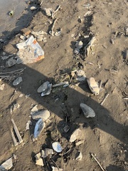 Lepidodesma languilati