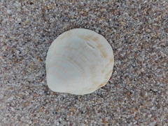 Glycymeris glycymeris