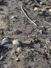 Lepidodesma languilati